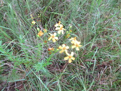 Hypericum cistifolium