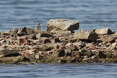 Charadrius hiaticula