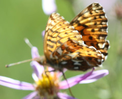 Boloria chariclea