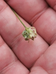Sanguisorba minor