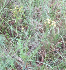 Hypericum cistifolium