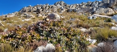 Protea magnifica