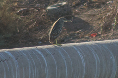 Nycticorax nycticorax