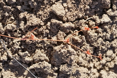 Eriogonum salicornioides