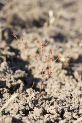 Eriogonum salicornioides