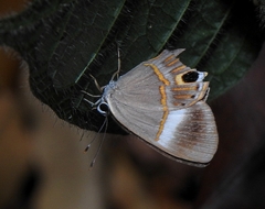 Euselasia arbas