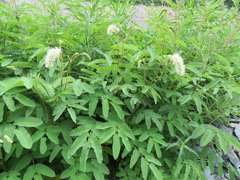 Sanguisorba dodecandra