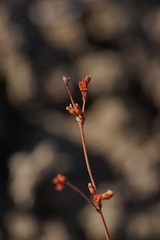 Eriogonum salicornioides