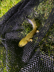 Necturus