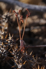 Eriogonum salicornioides
