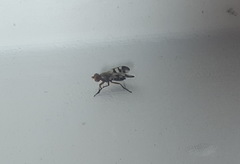 Ceroxys