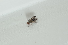 Ceroxys
