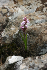 Disa saxicola