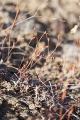 Eriogonum salicornioides