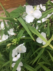 Tradescantia × andersoniana