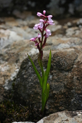 Disa saxicola