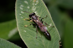 Trypoxylon