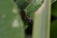 Trypoxylon
