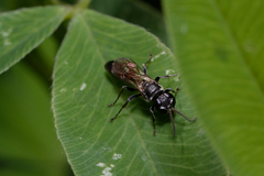 Trypoxylon