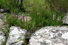 Disa saxicola