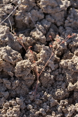 Eriogonum salicornioides