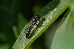 Trypoxylon