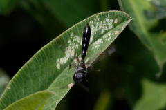 Trypoxylon