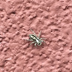 Menemerus bivittatus