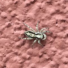 Menemerus bivittatus