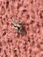 Menemerus bivittatus