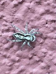 Menemerus bivittatus