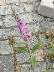 Buddleja davidii
