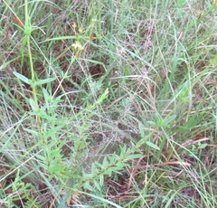 Hypericum cistifolium