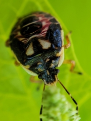 Podisus placidus