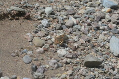 Junonia grisea