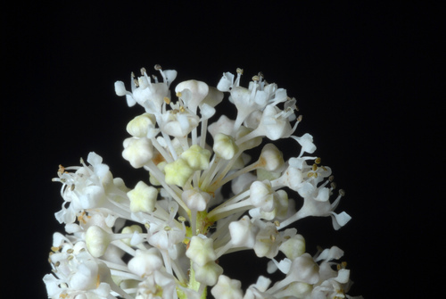 Ceanothus americanus