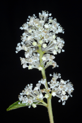 Ceanothus americanus