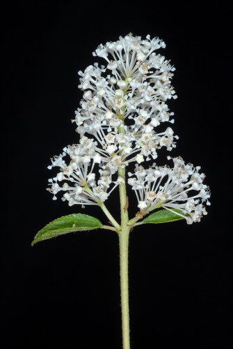 Ceanothus americanus