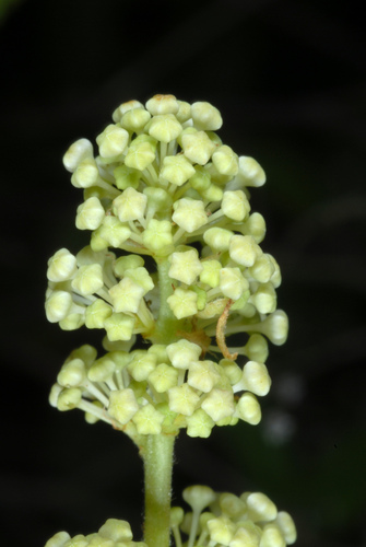 Ceanothus americanus
