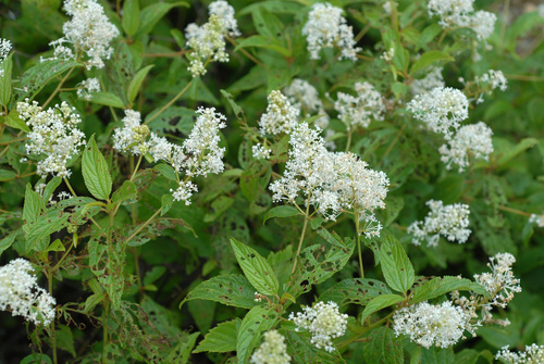 Ceanothus americanus