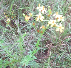Hypericum cistifolium