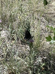 Papilio machaon bairdii