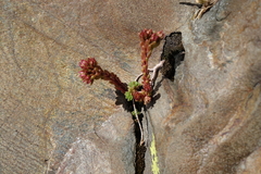 Sedum tenellum