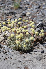 Eriogonum scopulorum
