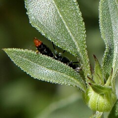 Tachysphex terminatus