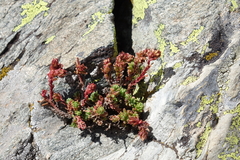 Sedum tenellum
