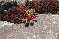 Sedum tenellum