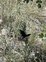 Papilio machaon bairdii