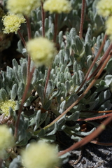 Eriogonum scopulorum