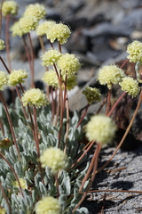 Eriogonum scopulorum